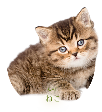 ねこ