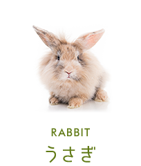 うさぎ
