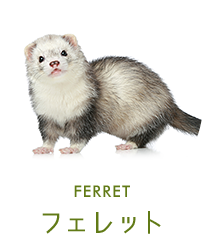 フェレット